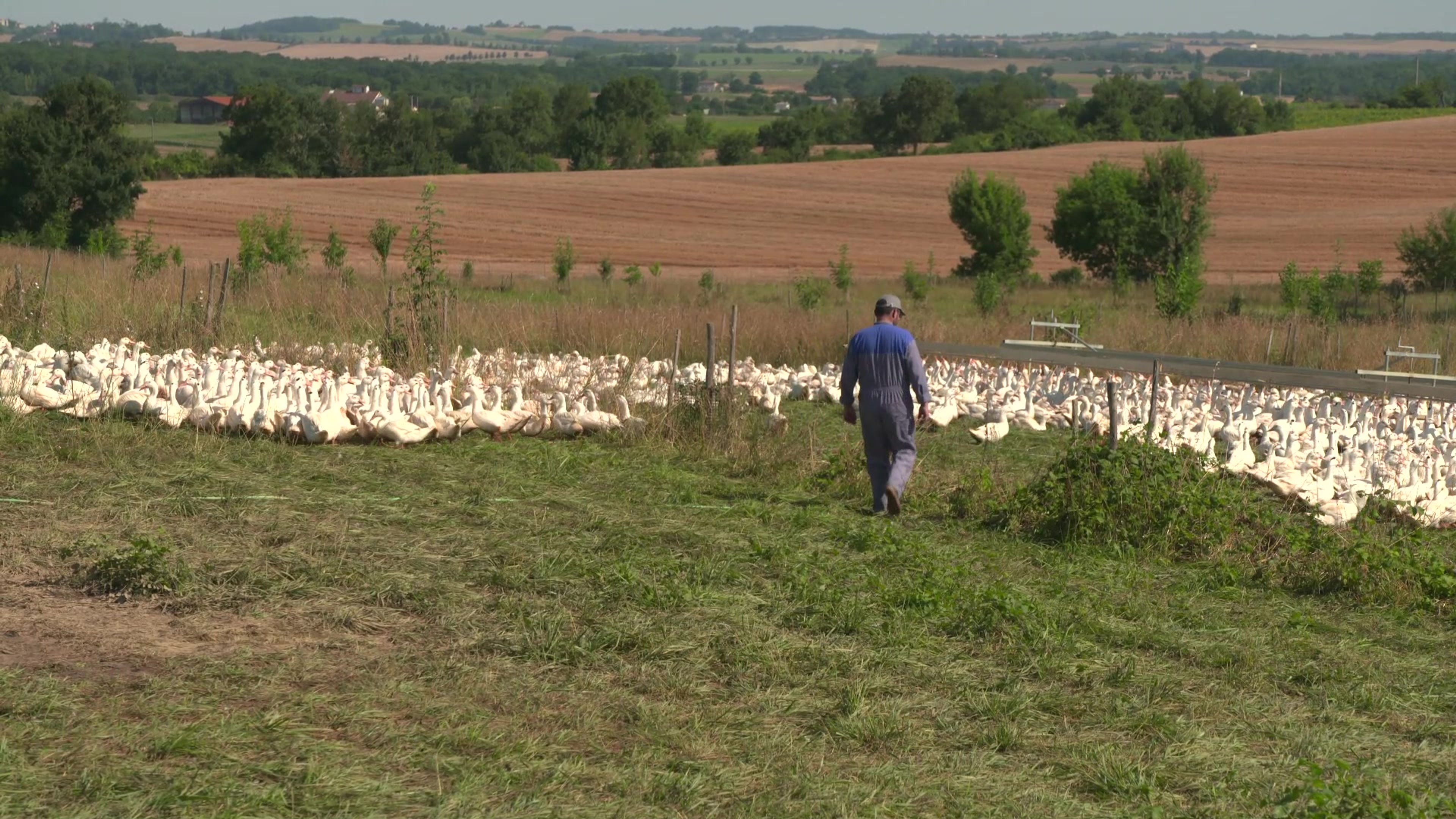 DÉCOUVREZ NOTRE FILIÈRE CANARD !